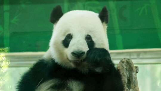 动物园看熊猫中国熊猫