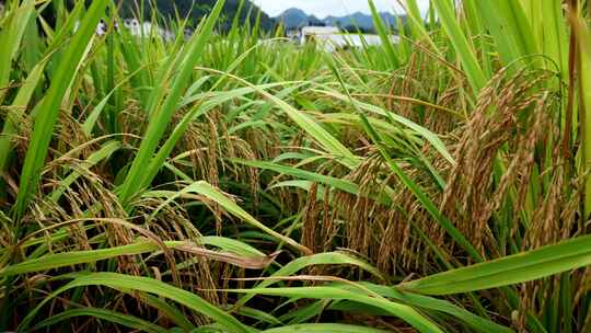 水稻稻田稻谷丰收稻穗粮食大米稻子