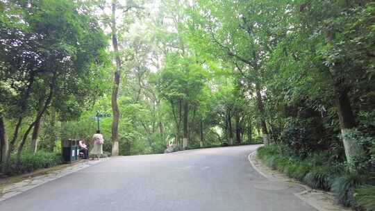 风景景区的树林小道路