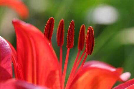 轻盈的花瓣 花瓣 轻盈 优雅 自然 舒