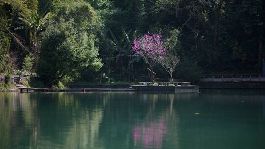 绿色湖面上的桃花