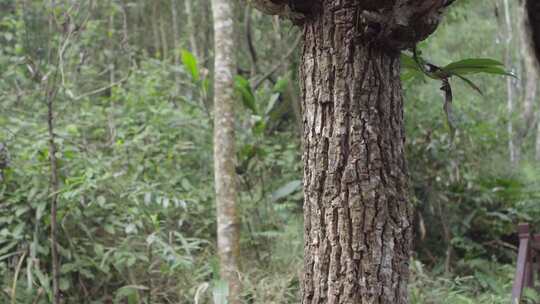 W云南普洱寄生在树木上的槲蕨