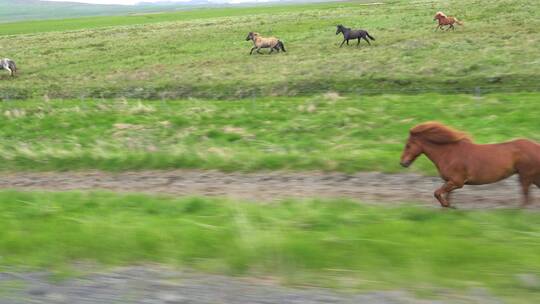 在草原上奔跑的马