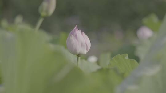 荷花空镜