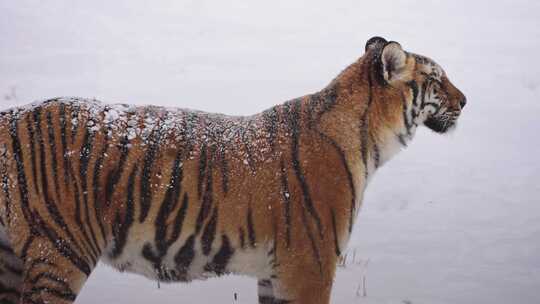 东北冬天下雪保护动物东北虎