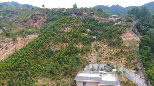 沉香基地 沉香母树