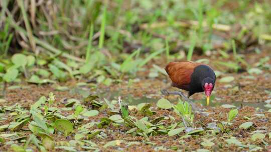 Wattled Jacana，一种涉禽，静止地站在泥潭中，清洁羽毛，梳理和姿势