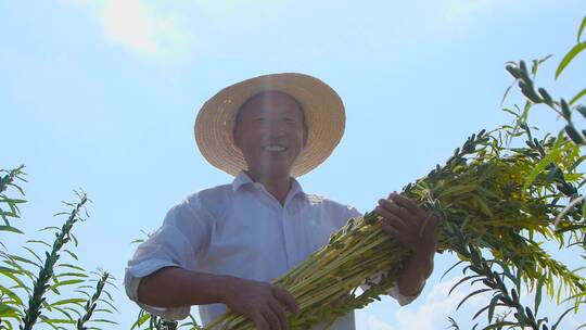 芝麻种植基地