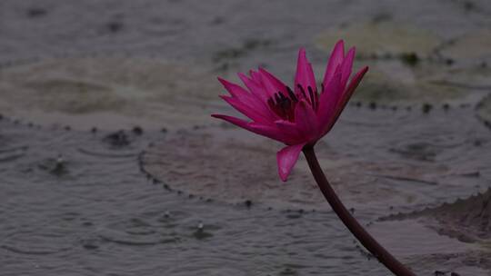 雨中摇摆的水莲花