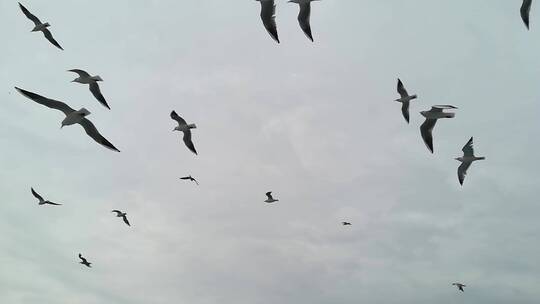 海鸥在空中飞翔