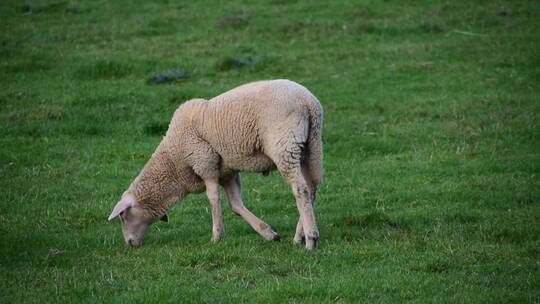 羊在草坪上吃草