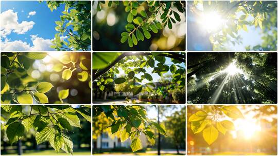阳光下的树叶 透光树叶高清在线视频素材下载