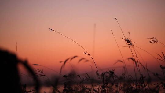 杂草夕阳郊外野草