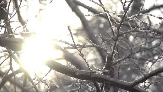 冬天雪花飘洒落到树枝上