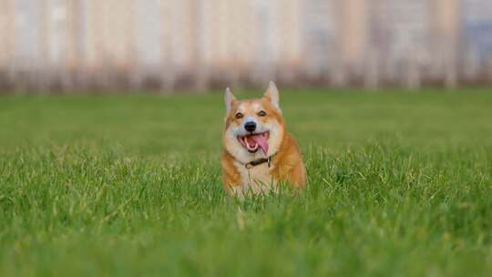 草地上快乐奔跑的柯基犬