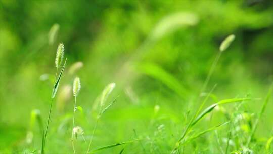 自然风光草地春天气息花花草草阳光