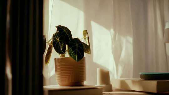 窗边盆栽植物光影特写