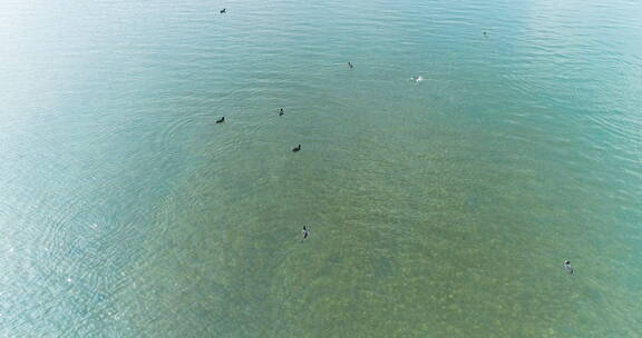 一群野鸭子在河水里游泳