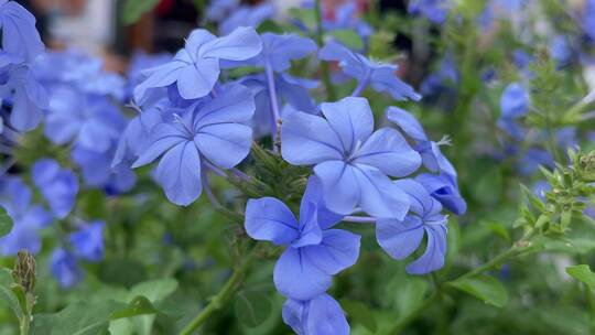 蓝色小清新花朵