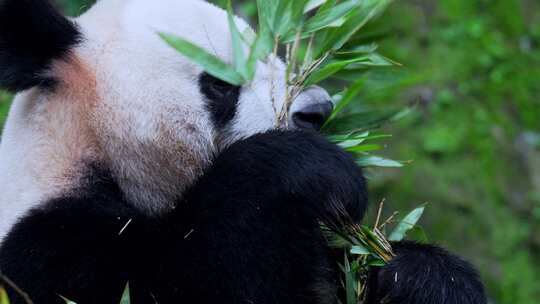 国宝大熊猫吃竹叶视频素材模板下载