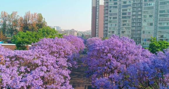 昆明蓝花楹航拍