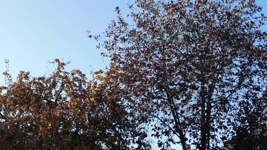高清实拍秋天的树