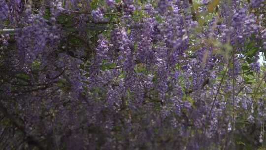 紫藤花花瓣花朵花开绽放盛开