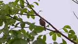 鸟鸟儿鸟类小鸟站在枝头高清在线视频素材下载
