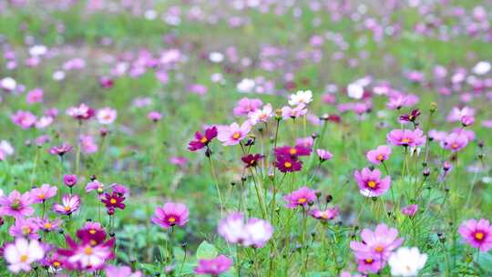 格桑花合集 格桑花海 野花盛开 格桑花升格