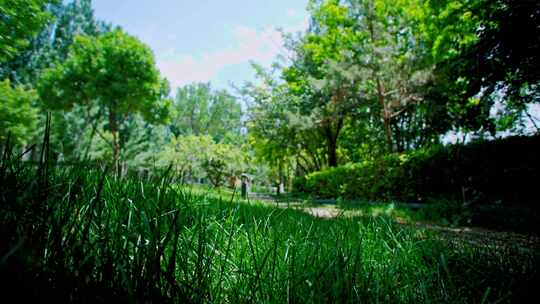 夏季时光公园小路树荫林间