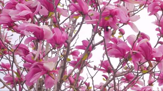 盛开的粉红色玉兰花视频素材模板下载