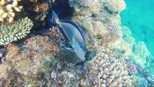 珊瑚礁附近风景如画的海洋生物