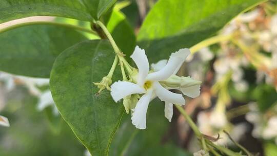 白色风车茉莉花朵特写镜头