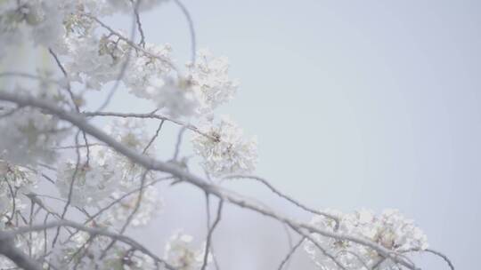 济南五龙潭 百花公园 春日素材