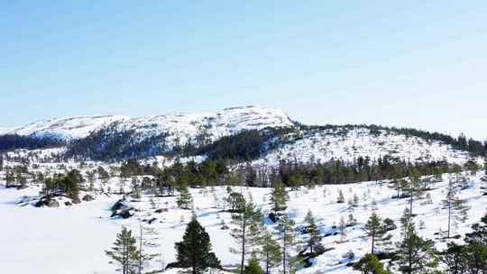 冬季山上树林雪景