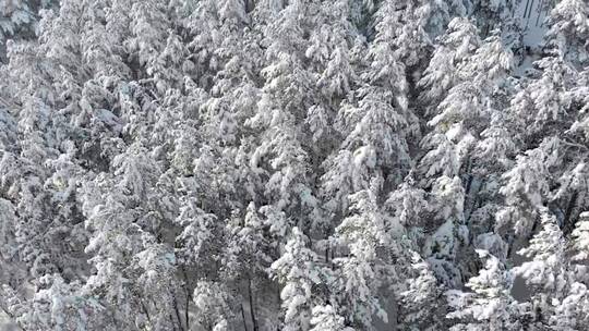 在白雪覆盖的森林的树梢上