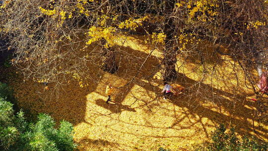 满是金黄银杏落叶 院子里的游客