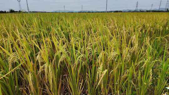 广东水稻谷金色稻浪专题宣传片