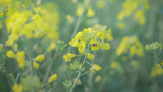 油菜花唯美意境春暖花开