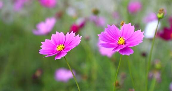 唯美格桑花慢镜头