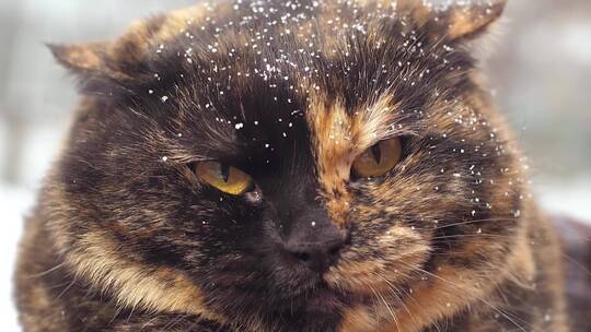 黄猫在雪里