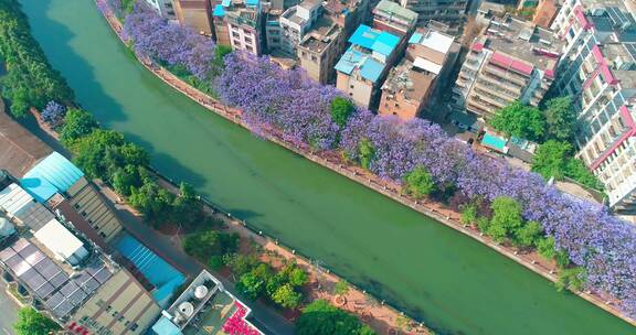 昆明蓝花楹航拍