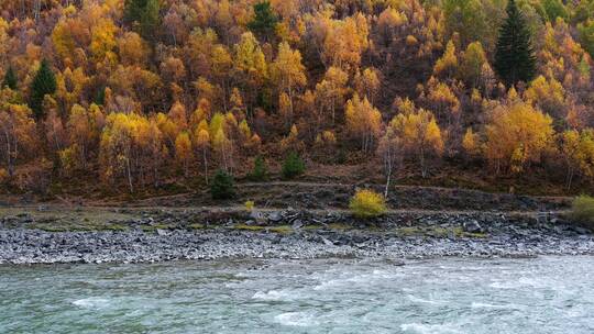 川西秋天金黄色的山林和小河