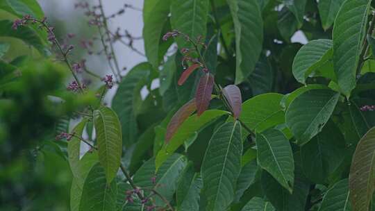 雨天植物叶子水滴