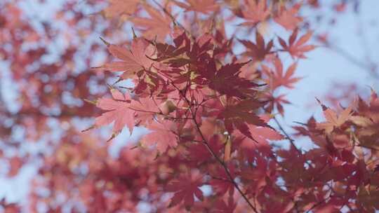 秋季红色的枫叶