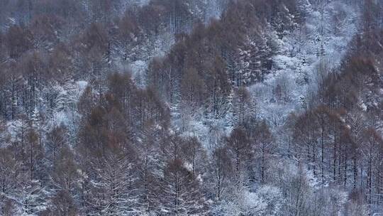 航拍东北下暴雪林海雪原威虎山