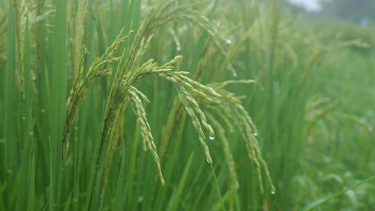 雨中的稻穗水稻特写雨露水珠田野