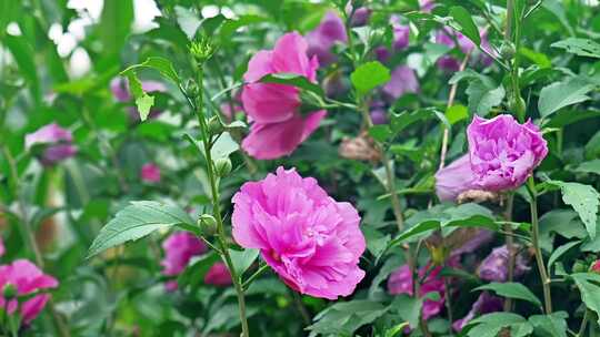 合集木槿花花朵花卉公园栽植栽培植物