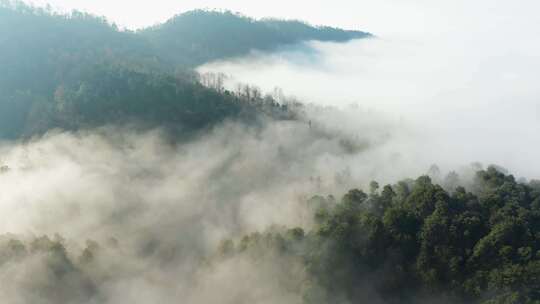 高山森林晨曦云海晨雾生态环境航拍