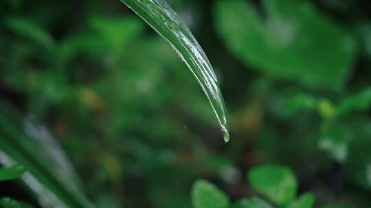 春雷春雨春天绿植雨滴露水水滴2543